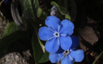 Omphalodes verna, Foto vom 26.3. (© Spender 55)