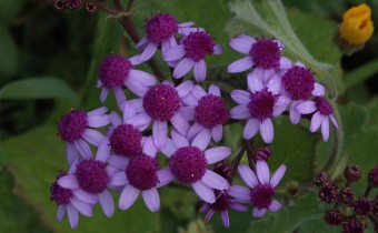 Pericallis papyracea, Foto vom 18.2. auf La Palma (© Spender 55)
