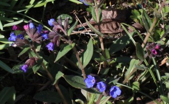 Pulmonaria angustifolia, Foto vom 27.3. (© Spender 55)