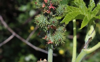 Ricinus communis, grüner Samenstand (© Spender 55)
