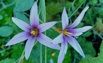 Romulea columnae, Foto vom 19.2. auf den Kanaren (© Spender 55)