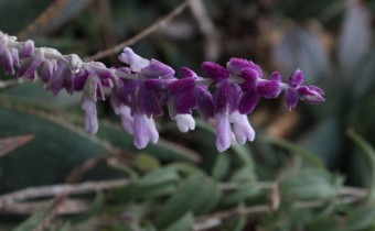 Salvia leucantha (© Spender 55)