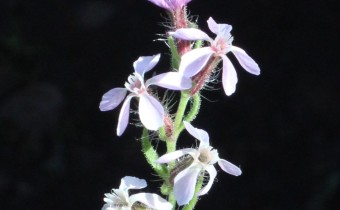 Silene gallica, Foto vom 26.2. auf La Palma (© Spender 55)