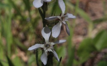 Silene gallica, Foto vom 26.2. auf La Palma (© Spender 55)