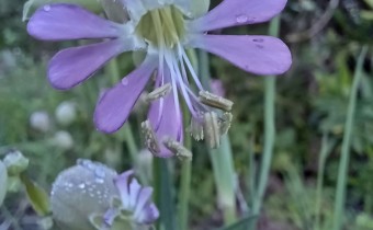 Silene vulgaris, rosa blühend (© Spender 55)
