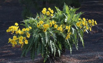 Sonchus hierrensis, Foto vom 22.2. auf La Palma (© Spender 55)