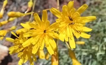 Sonchus leptocephalus, Foto vom 25.2. auf La Palma (© Spender 55)