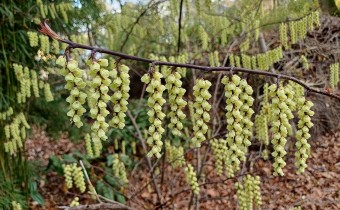 Stachyurus praecox, Foto vom 15.3. (© Spender 55)