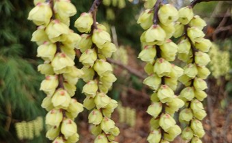 Stachyurus praecox, Foto vom 15.3. (© Spender 55)