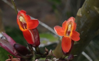 Thunbergia coccinea, Foto vom 25.2. auf La Palma (© Spender 55)
