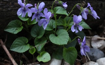 Viola canina, Foto vom 26.3. (© Spender 55)