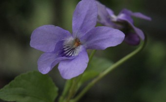 Viola canina, Foto vom 26.3. (© Spender 55)