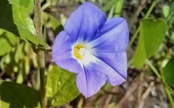 Convolvulus siculus, Foto vom 27.2. auf La Palma (© Spender 55)