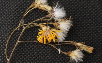 Sonchus leptocephalus, Samenstand, Foto vom 25.2. auf La Palma (© Spender 55)