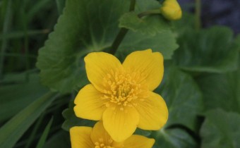 Caltha palustris, Foto vom 15.4. (© Spender 55)