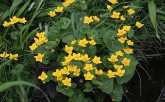 Caltha palustris, Foto vom 15.4. (© Spender 55)