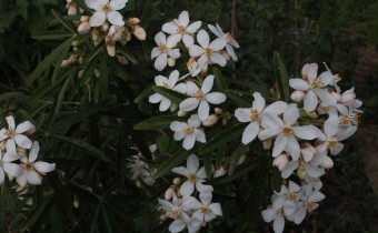 Choisya ternata `Aztek Pearl´, Foto vom 15.4. (© Spender 55)