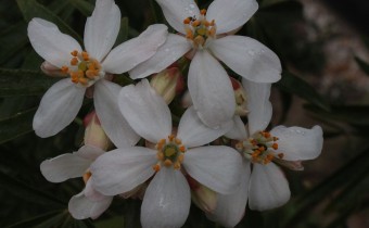 Choisya ternata `Aztek Pearl´, Foto vom 15.4. (© Spender 55)