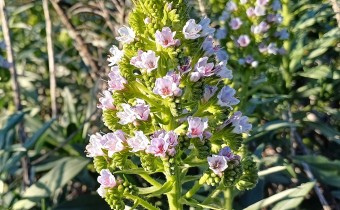 Echium acanthocarpum, Foto vom 18.2. auf La Palma (© Spender 55)