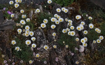 Erigeron compositus, Foto vom 15.4. (© Spender 55)