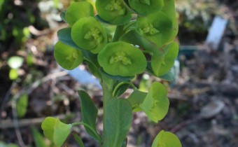 Euphorbia amygdaloides ssp. robbiae, Foto vom 1.4. (© Spender 55)