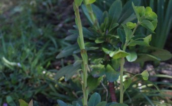 Euphorbia amygdaloides ssp. robbiae, Foto vom 1.4. (© Spender 55)