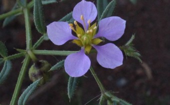 Zygophyllum creticum, Foto vom 25.2. auf La Palma (© Spender 55)