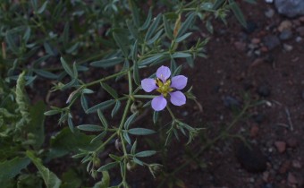 Zygophyllum creticum, Foto vom 25.2. auf La Palma (© Spender 55)
