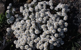 Iberis carnosa, Foto vom 2.4. (© Spender 55)