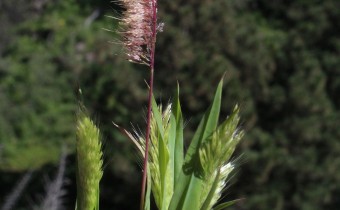 Lamarckia aurea, Foto vom 19.2. auf La Palma (© Spender 55)