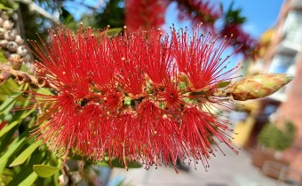 Melaleuca rugulosa, Foto vom 22.2. auf La Palma (© Spender 55)
