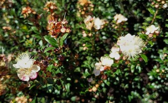 Myrtus communis, Foto vom 14.2. auf La Palma (© Spender 55)