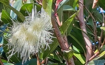 Syzygium jambos, Foto vom 17.2. auf La Palma (© Spender 55)