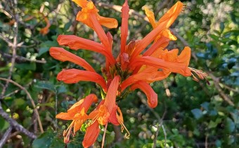 Tecomaria capensis, Foto vom 19.2. auf La Palma (© Spender 55)