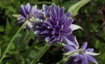 Aquilegia vulgaris gefüllt, Foto vom 21.5. (© Spender 55)