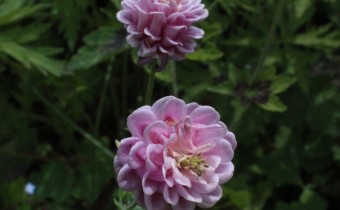 Aquilegia vulgaris gefüllt, Foto vom 21.5. (© Spender 55)