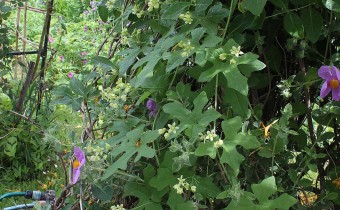 Bryonia cretica ssp. dioica, Foto vom 19.5. (© Spender 55)
