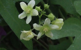 Bryonia cretica ssp. dioica, Foto vom 19.5. (© Spender 55)