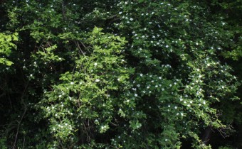 Crataegus germanica, Foto vom 2.5. (© Spender 55)