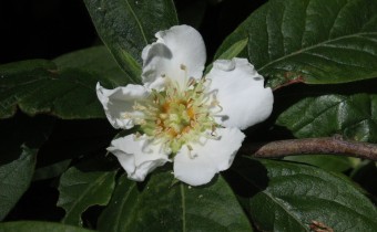 Crataegus germanica, Foto vom 2.5. (© Spender 55)