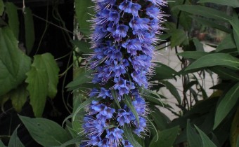 Echium candicans, Foto vom 2.5. (© Spender 55)