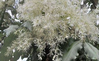 Fraxinus ornus, Foto vom 6.5. (© Spender 55)