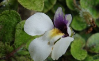 Mazus radicans, Foto vom 22.5. (© Spender 55)
