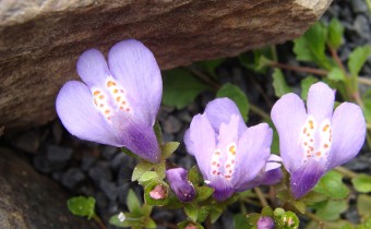 Mazus reptans, Foto vom 29.4. (© Spender 55)
