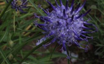 Phyteuma charmelii, Foto vom 27.5. (© Spender 55)