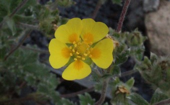 Potentilla pulvinaris, Foto vom 20.5. (© Spender 55)
