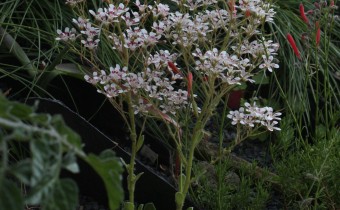 Saxifraga cotyledon `Southside Seedling´, Foto vom 18.5. (© Spender 55)