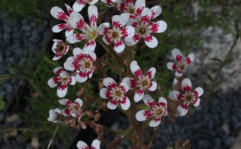 Saxifraga cotyledon `Southside Seedling´, Foto vom 12.5. (© Spender 55)