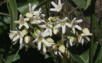 Vincetoxicum hirundinaria, Foto vom 9.5. (© Spender 55)
