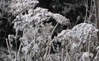Cnidium silaifolium im Raureif © Spender 419